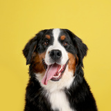 Cio de cachorro macho e fêmea: sintomas, como acalmar e mais!