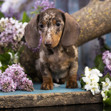 Dachshund arlequim: origem, características, preço e mais!