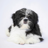 Shih Tzu mini: essa raça de cachorro realmente existe?