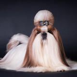 Peso e tamanho do Shih Tzu pelos meses: veja o crescimento!