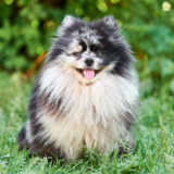 Cores do Lulu da Pomerânia: conheça cores raras e populares