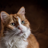 Quantos anos vive um gato doméstico? Veja a média e compare!