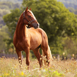 Origem do cavalo: veja a história dos ancestrais à evolução
