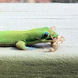  Lagartixa come escorpião? E aranha? Veja e se surpreenda!